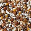 Pigeon Food Racing Breeding Resting