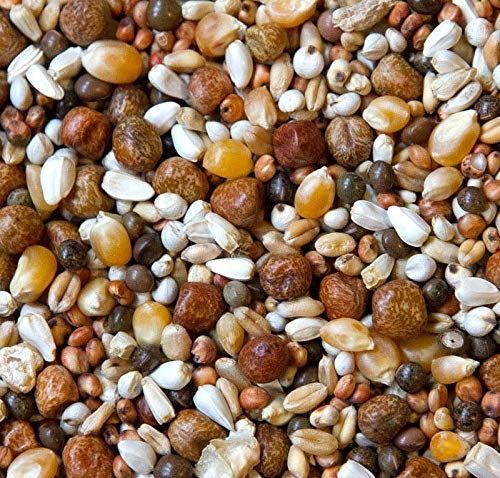 Pigeon Food Racing Breeding Resting