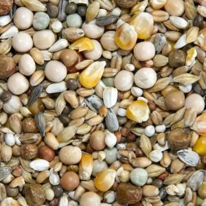 Pigeon Food Racing Breeding Resting