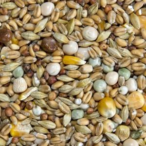 Pigeon Food Racing Breeding Resting