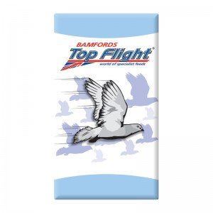 Pigeon Food Racing Breeding Resting