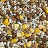 Pigeon Food Racing Breeding Resting