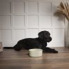 Dog Bowl Ceramic Food Bowl Water Bowl