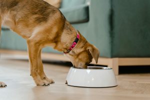 Bowls & Lickmats
