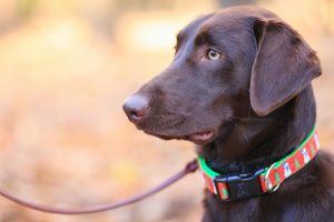 Leads-Collars-Harnesses