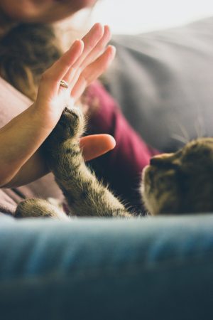 Cat Health & Hygiene