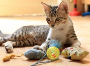 Cat Toys