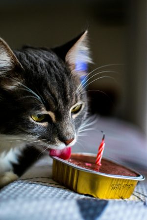 Cat Food & Treats