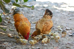 Poultry