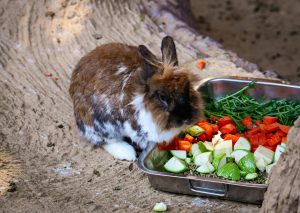 Food & Treats