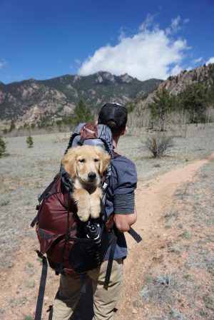 Dog Travel