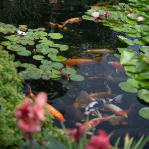 Home & Garden